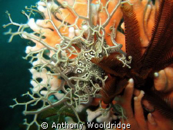 A basket star next to a feather star, both perched on som... by Anthony Wooldridge 